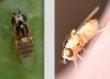 Thaumatomyia notata